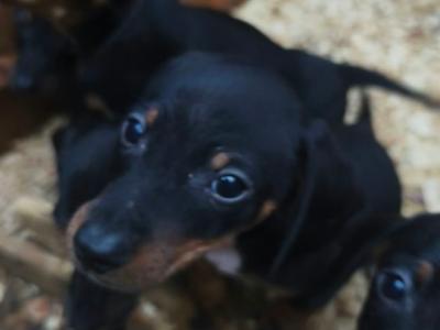 Miniature Dachshund puppies in Tipperary
