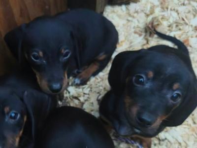 Miniature Dachshund puppies in Tipperary