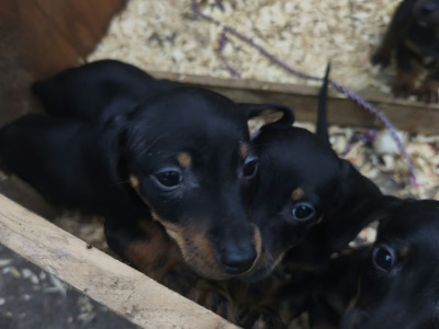 Miniature Dachshund puppies in Tipperary