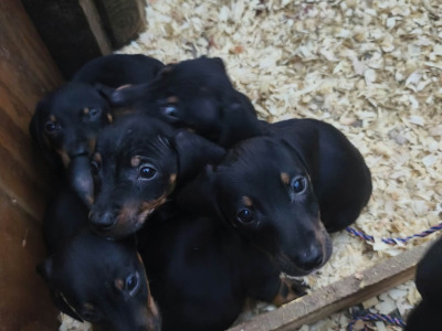 Miniature Dachshund puppies in Tipperary