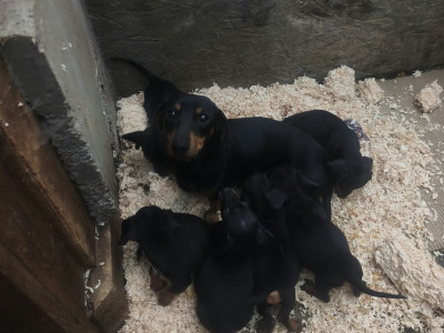 Miniature Dachshund puppies in Tipperary