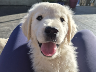 Golden Retriever puppies in Cork
