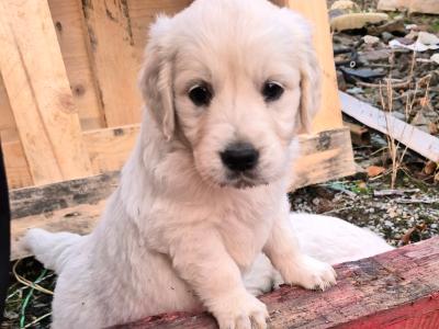 Golden Retriever puppies in Cork