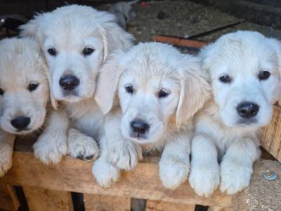 Golden Retriever puppies in Cork