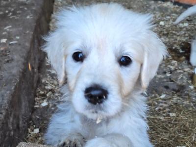 Golden Retriever puppies in Cork