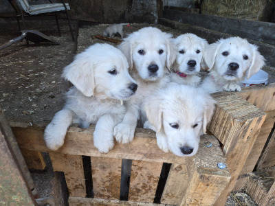Golden Retriever puppies in Cork