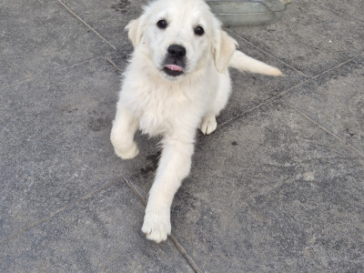 Golden Retriever puppies in Cork