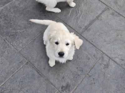 Golden Retriever puppies in Cork