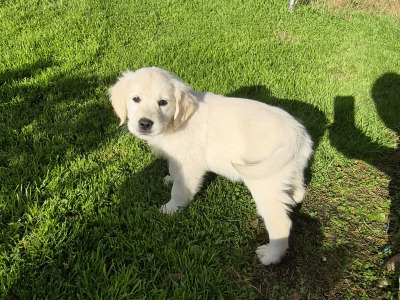 Golden Retriever puppies in Cork