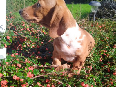 Miniature Dachshund puppies in Cavan