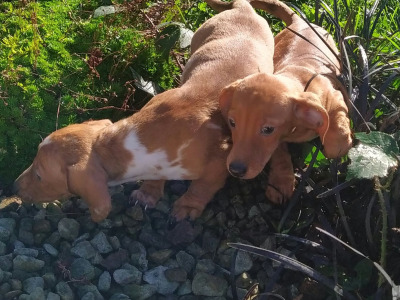 Miniature Dachshund puppies in Cavan