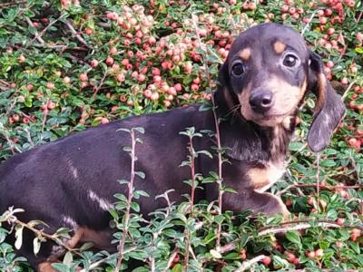 Miniature Dachshund puppies in Cavan