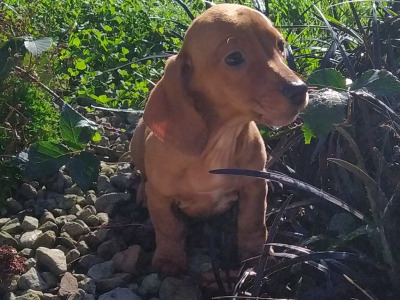 Miniature Dachshund puppies in Cavan