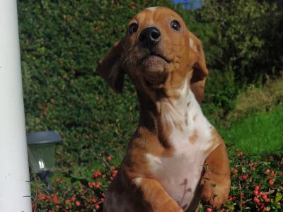 Miniature Dachshund puppies in Cavan