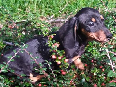 Miniature Dachshund puppies in Cavan