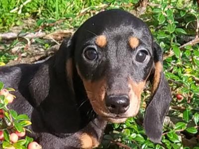Miniature Dachshund puppies in Cavan