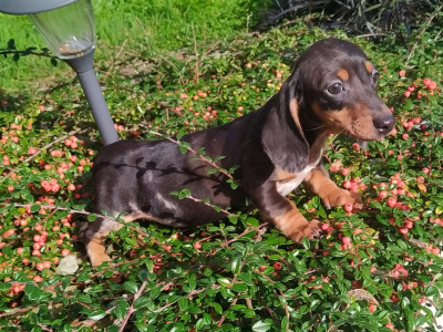 Miniature Dachshund puppies in Cavan
