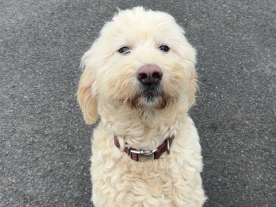 Beautiful Goldendoodle puppy in Mayo
