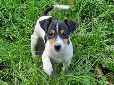 Litter of Gorgeous Jack Russell puppies in Laois