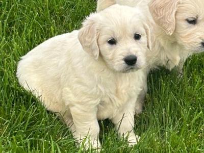 Beautiful Show Quality IKC Registered (Pending) Golden Retriever puppies available in Kilkenny