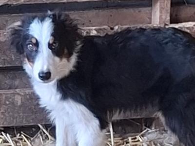 Border Collie 'Sheepdog' puppies in Kerry