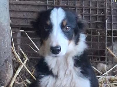 Border Collie 'Sheepdog' puppies in Kerry