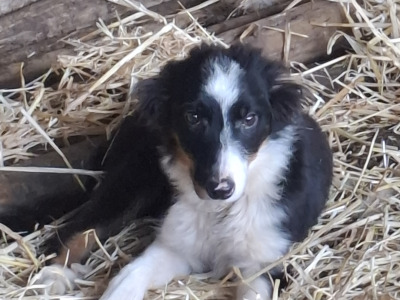 Border Collie 'Sheepdog' puppies in Kerry