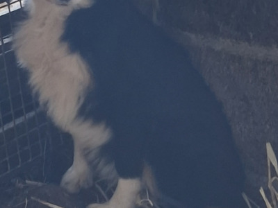 Border Collie 'Sheepdog' puppies in Kerry