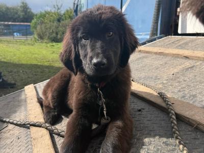IKC Registered Newfoundland puppies in Longford