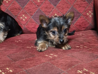 Yorkshire Terrier puppies in Carlow