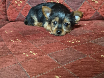 Yorkshire Terrier puppies in Carlow