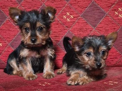 Yorkshire Terrier puppies in Carlow