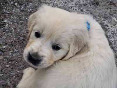 9 week old Golden Retriever puppies for sale in Cork