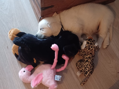 9 week old Golden Retriever puppies for sale in Cork