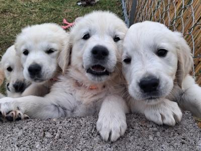 9 week old Golden Retriever puppies for sale in Cork