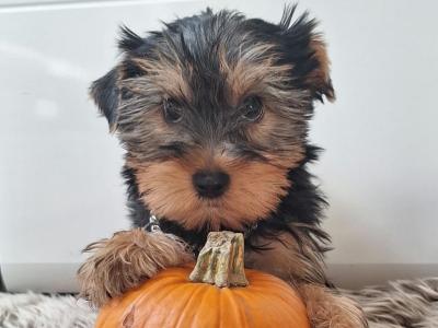 💕 Beautiful Yorkshire Terrier puppies in Roscommon 💕