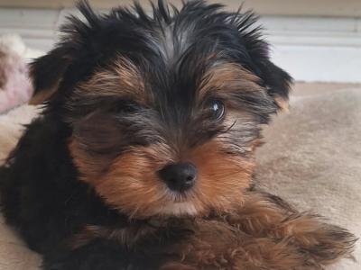 💕 Beautiful Yorkshire Terrier puppies in Roscommon 💕