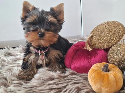 💕 Beautiful Yorkshire Terrier puppies in Roscommon 💕
