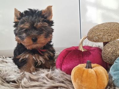 💕 Beautiful Yorkshire Terrier puppies in Roscommon 💕
