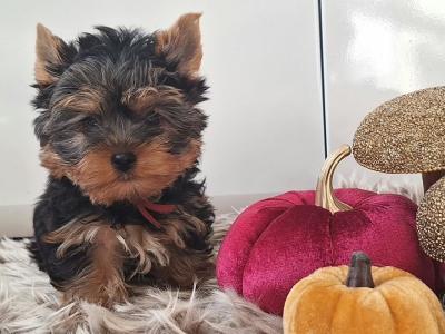 💕 Beautiful Yorkshire Terrier puppies in Roscommon 💕