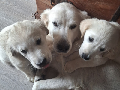 9 week old Golden Retriever puppies for sale in Cork