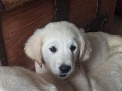 9 week old Golden Retriever puppies for sale in Cork