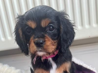 Beautiful Cavalier King Charles Spaniel puppies in Kerry