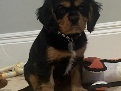 Beautiful Cavalier King Charles Spaniel puppies in Kerry