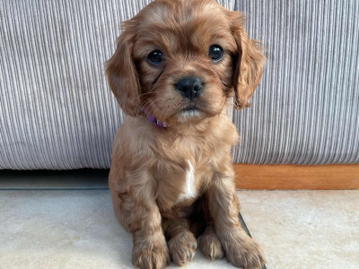 Beautiful Cavalier King Charles Spaniel puppies in Kerry