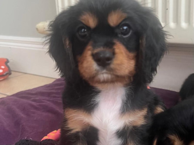 Beautiful Cavalier King Charles Spaniel puppies in Kerry