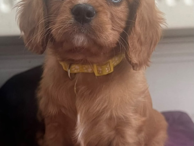 Beautiful Cavalier King Charles Spaniel puppies in Kerry