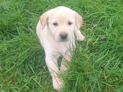Golden Purebread Labrador puppies for sale in Cavan