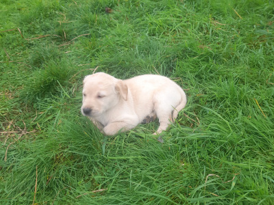 Golden Purebread Labrador puppies for sale in Cavan