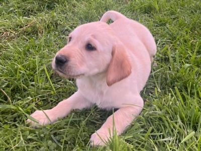 Golden Purebread Labrador puppies for sale in Cavan